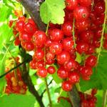 Ribes rubrum (rode bes) - Aalbes, Rode bes, Trosbes - Ribes rubrum (rode bes)