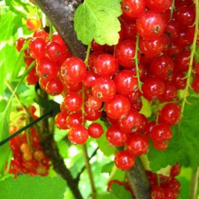 Ribes rubrum (rode bes) - Aalbes, Rode bes, Trosbes