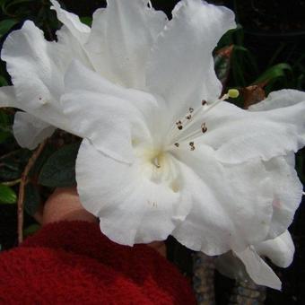 Rhododendron fragrantissima