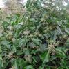 Struikklimop - Hedera helix 'Arborescens' 