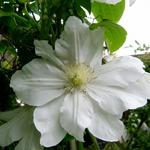 Clematis 'Madame Le Coultre' - Bosrank - Clematis 'Madame Le Coultre'