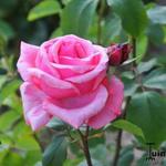 Rosa 'Queen Elizabeth' - Roos