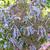 Corydalis flexuosa  'Purple Leaf'