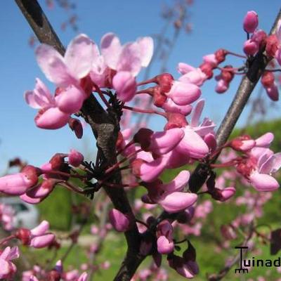 Cercis canadensis - Amerikaanse judasboom