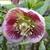 Helleborus orientalis 'Pink Spotted'