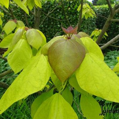 Catalpa bignonioides 'Aurea' - Gele trompetboom