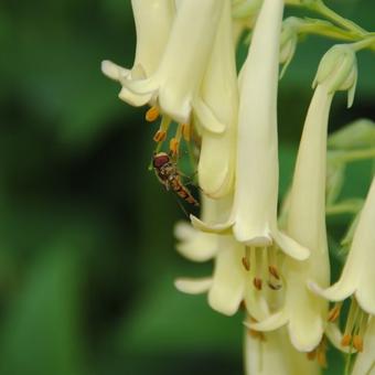 Phygelius x rectus 'Moonraker'