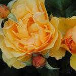Rosa 'Amber Queen' - Roos