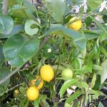 Citrus limon - Citroen