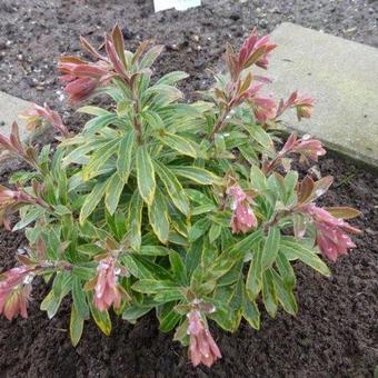 tweede Kalmerend Klein Amandelwolfsmelk - Euphorbia x martinii 'Ascot Rainbow' | Planten online  kopen