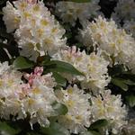 Rododendron - Rhododendron 'Cunningham's White'
