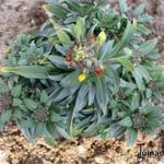 Erysimum linifolium 'Fragrant Sunshine' - Muurbloem, Steenraket - Erysimum linifolium 'Fragrant Sunshine'