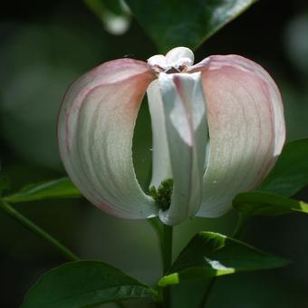 Cornus florida