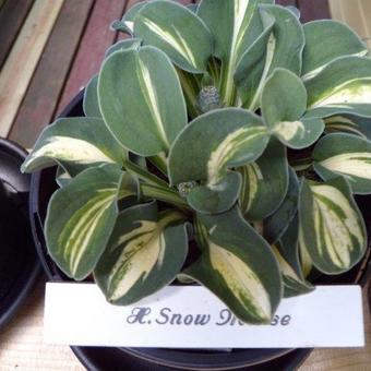 Hosta 'Snow Mouse'