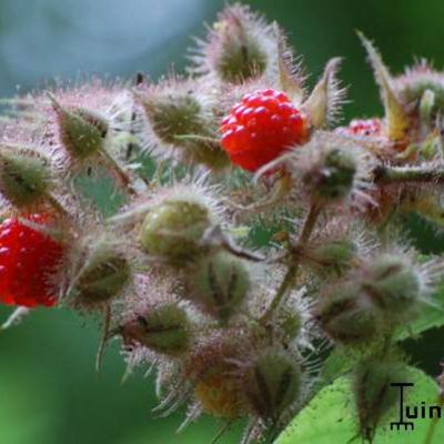Rubus phoenicolasius - Japanse wijnbes
