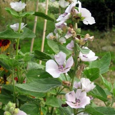 Heemst - Althaea officinalis
