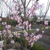 Amandelboomp - Prunus dulcis 'Robijn'