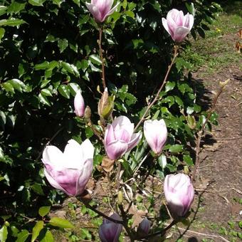 Magnolia x soulangeana 'Satisfaction'