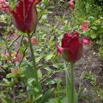 Tulipa 'Pacific Pearl' - Tulp