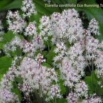 Tiarella cordifolia 'Eco Running Tapestry' - Schuimbloem/Perzische muts/Schuimkaars