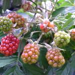 Braambes - Rubus fruticosus 'Thornless Evergreen'