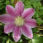 Clematis 'Dr. Ruppel' - Bosrank