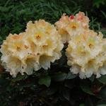 Rhododendron 'Horizon Monarch' - Rododendron