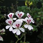Pelargonium echinatum - Geranium