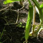 Cucumis sativus - Komkommer