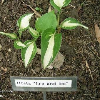 Hosta 'Fire and Ice'