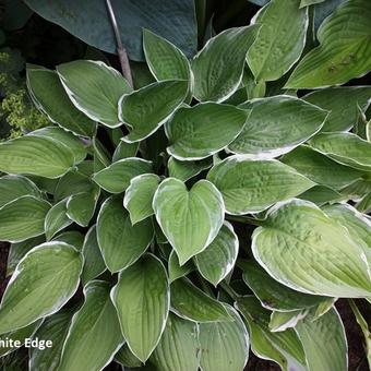 Ondergeschikt Omgaan vasteland Hartlelie - Hosta 'Zager's White Edge' | Planten online kopen