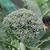 Brassica oleracea italica