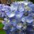 Hydrangea macrophylla 'FOREVER & EVER'