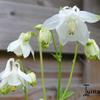 Akelei - Aquilegia vulgaris 'Nivea'