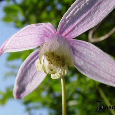 Bosrank - Clematis alpina 'Willy'
