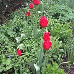 Tulipa 'Kingsblood' - Tulp