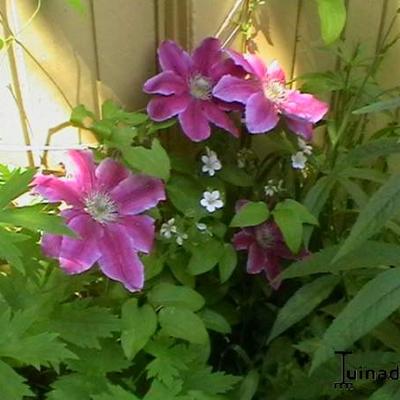 Bosrank - Clematis 'Dr. Ruppel'