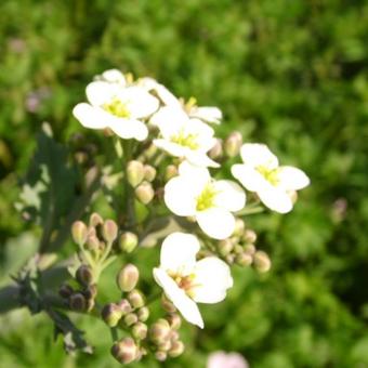 Crambe maritima