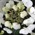 Hydrangea macrophylla 'Teller White'