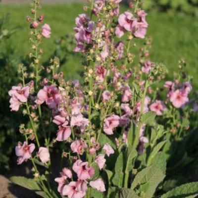 Toorts - Verbascum 'Jackie'