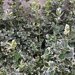 Bontbladige kardinaalsmuts - Euonymus fortunei 'Emerald Gaiety'