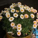 Argyranthemum frutescens DAISY CRAZY-serie - Margriet, Struikmargriet