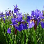 Iris sibirica - Siberische lis - Iris sibirica