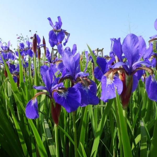 Siberische lis - Iris sibirica
