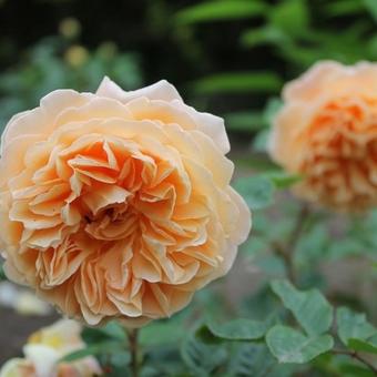 Rosa 'Crown Princess Margareta'