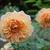 Rosa 'Crown Princess Margareta'