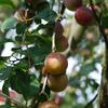 Pruimelaar - Prunus domestica 'Reine Claude d'Althan'