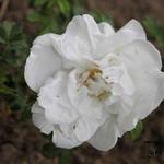 Roos - Rosa 'Blanc Double de Coubert'