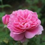 Rosa 'Mary Rose' - Roos