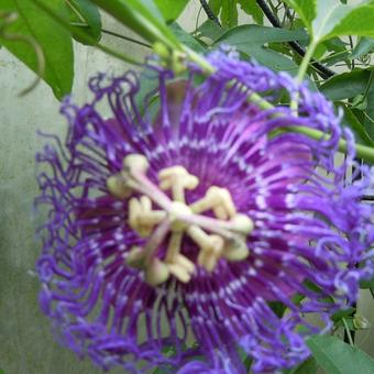 Passiflora 'Temptation'